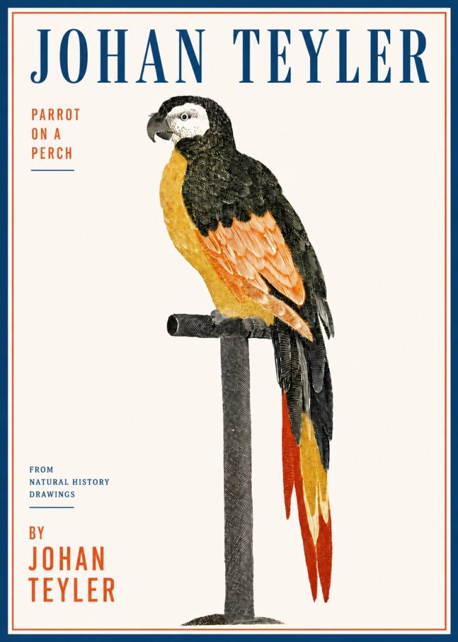 Johan Teyler Parrot on a Perch No3 - Plakát