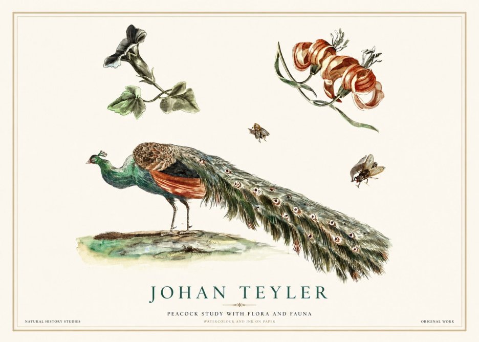 Johan Teyler Peacock Study with Flora and Fauna No1 - Plakát