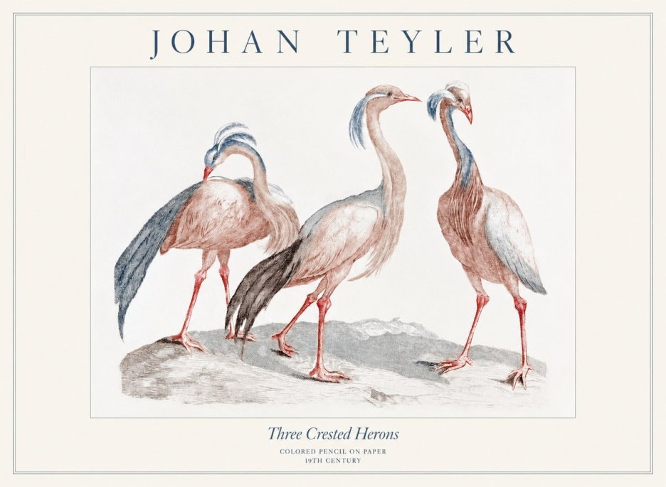 Johan Teyler Three Crested Herons No1 - Plakát