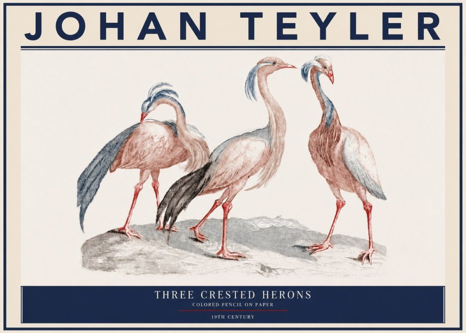 Johan Teyler Three Crested Herons No3 - Plakát