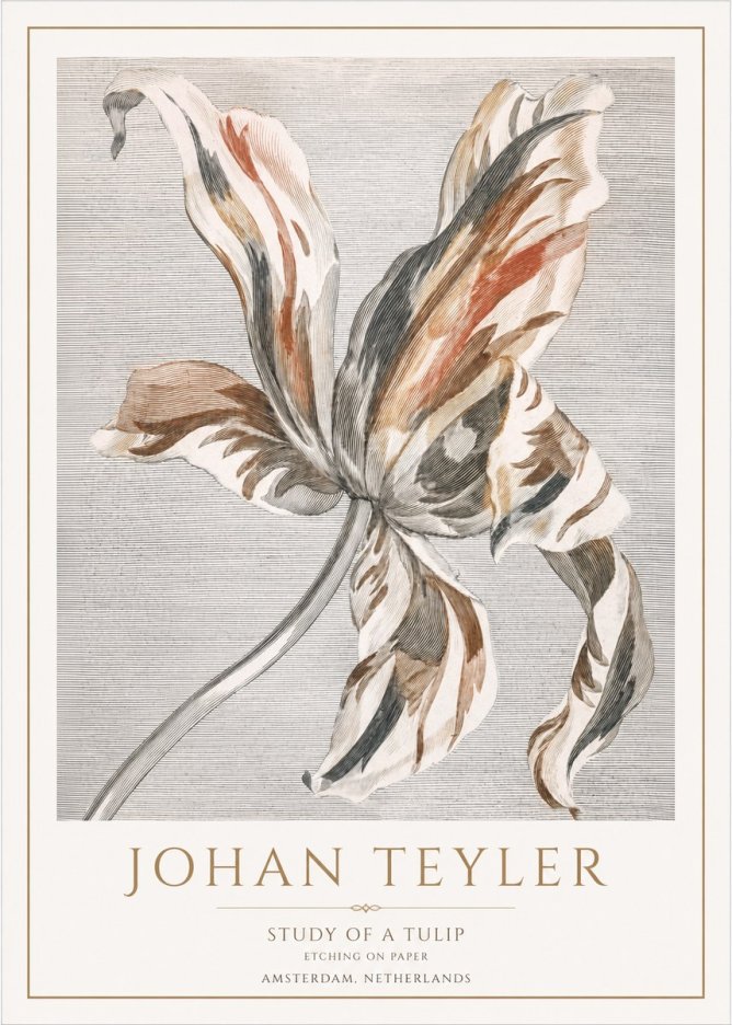 Johan Teyler Study of a Tulip No1 - Plakát