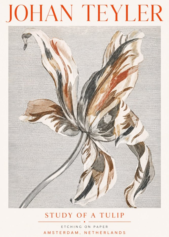 Johan Teyler Study of a Tulip No5 - Plakát