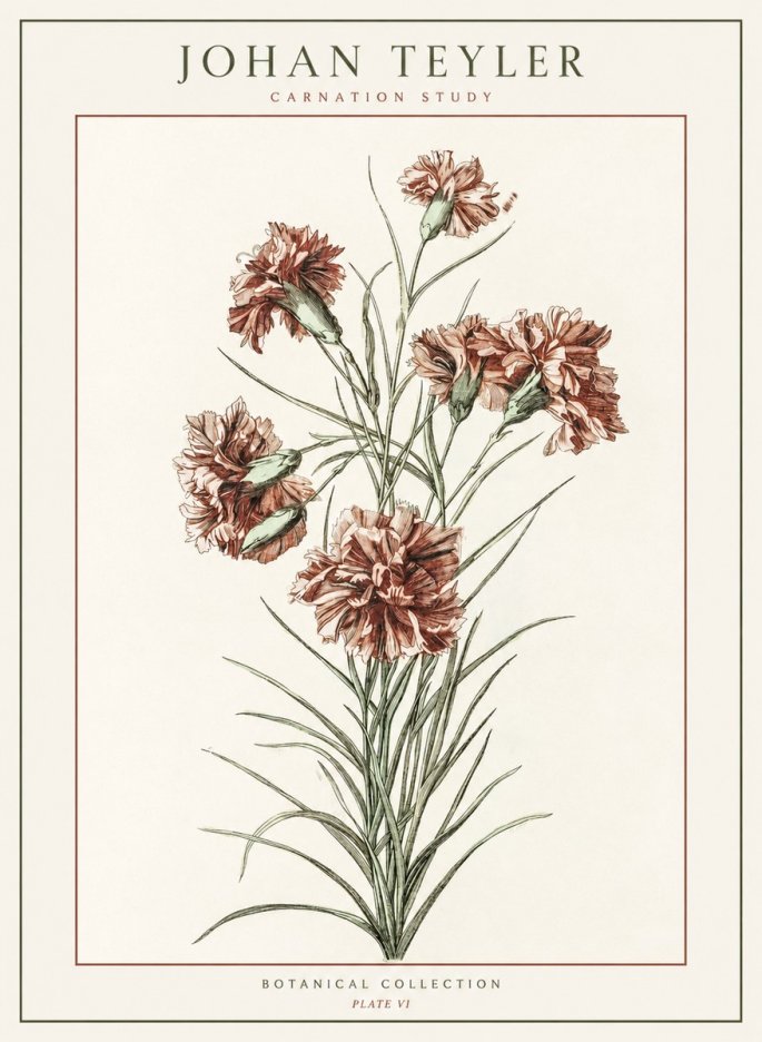 Johan Teyler Carnation Study No1 - Plakát
