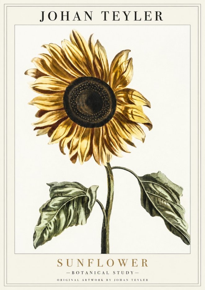 Johan Teyler Sunflower - Botanical Study No1 - Plakát