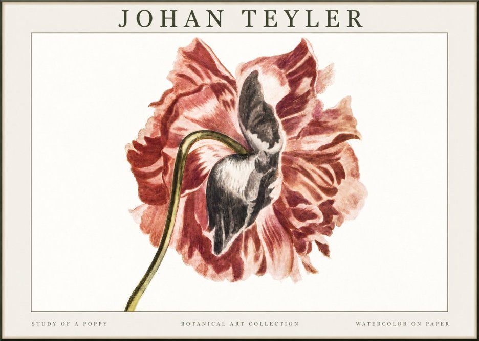 Johan Teyler Study of a Poppy No1 - Plakát