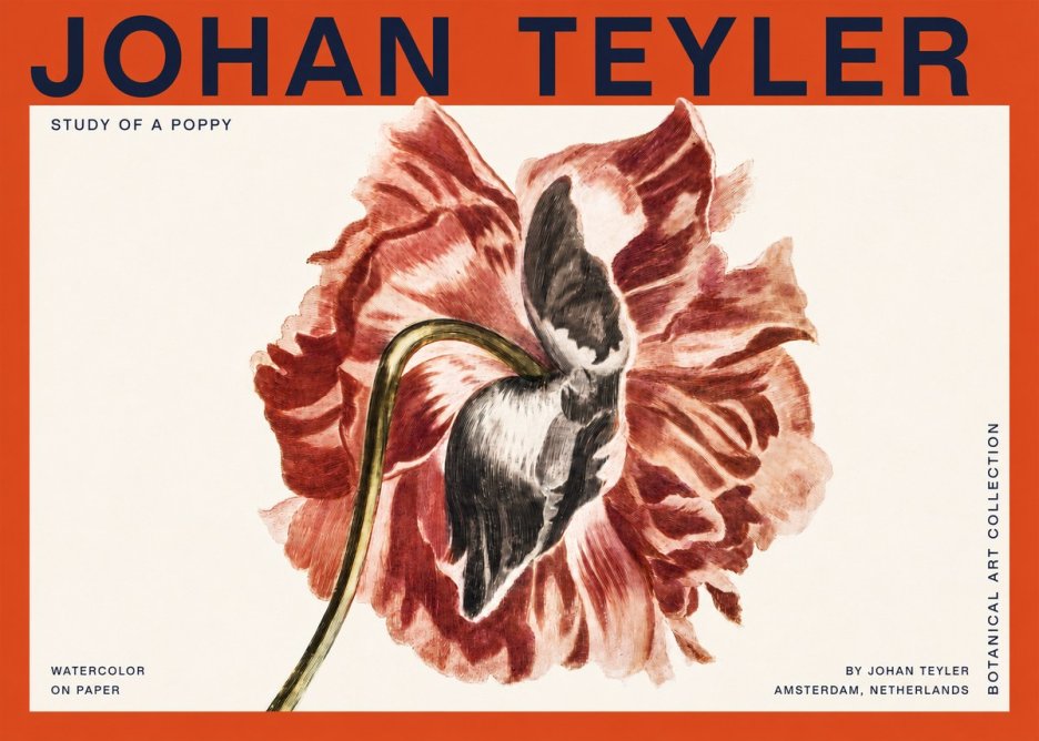 Johan Teyler Study of a Poppy No2 - Plakát