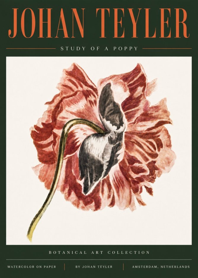 Johan Teyler Study of a Poppy No5 - Plakát