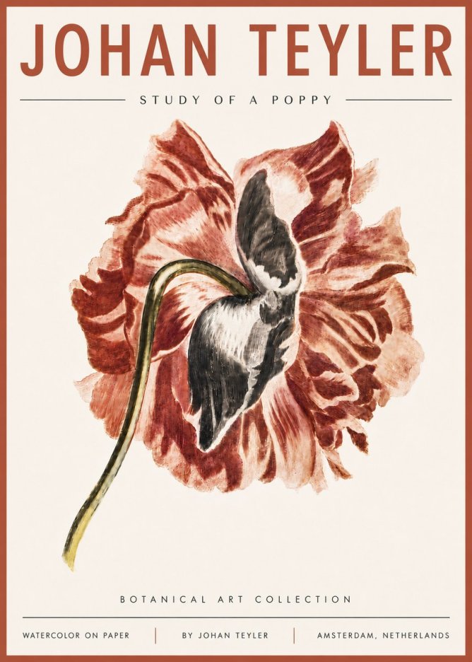 Johan Teyler Study of a Poppy No6 - Plakát