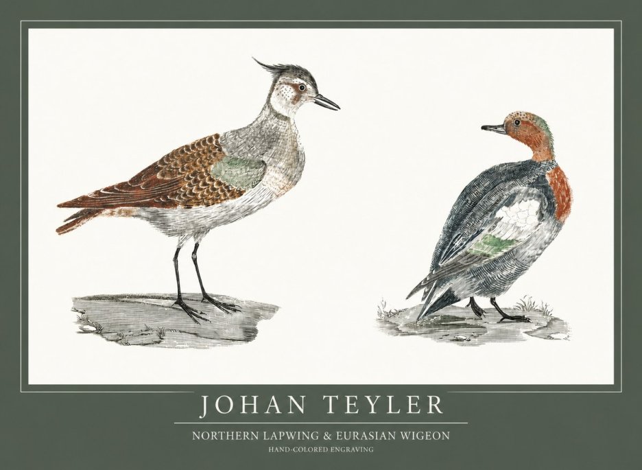 Johan Teyler Northern Lapwing & Eurasian Wigeon No1 - Plakát