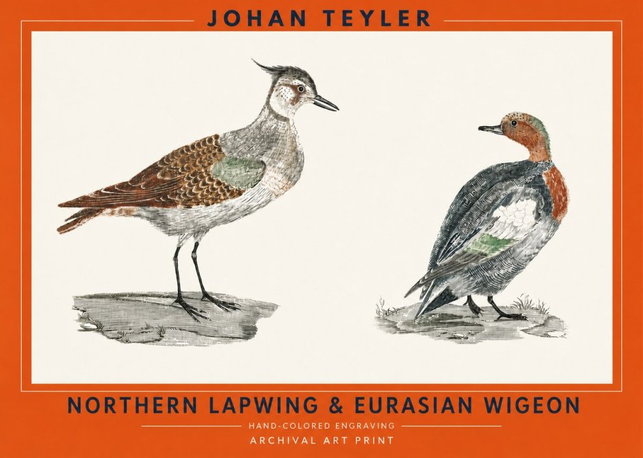 Johan Teyler Northern Lapwing & Eurasian Wigeon No2 - Plakát