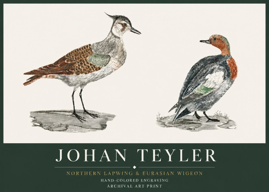 Johan Teyler Northern Lapwing & Eurasian Wigeon No3 - Plakát
