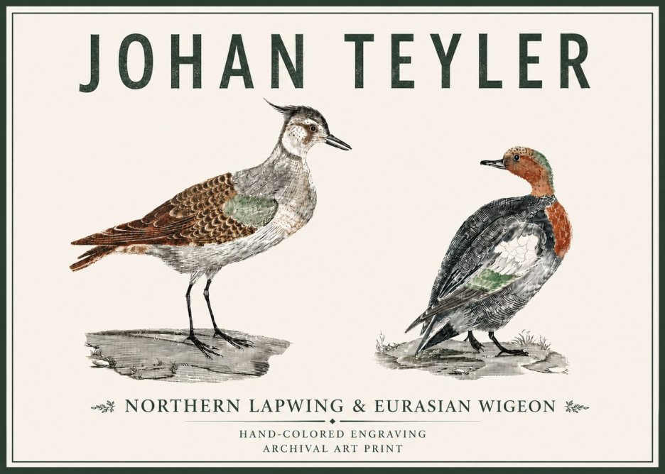 Johan Teyler Northern Lapwing & Eurasian Wigeon No5 - Plakát