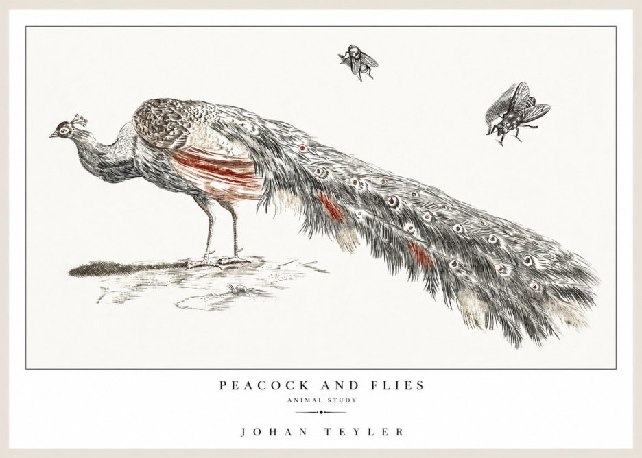 Johan Teyler Peacock and Flies - Animal Study No1 - Plakát