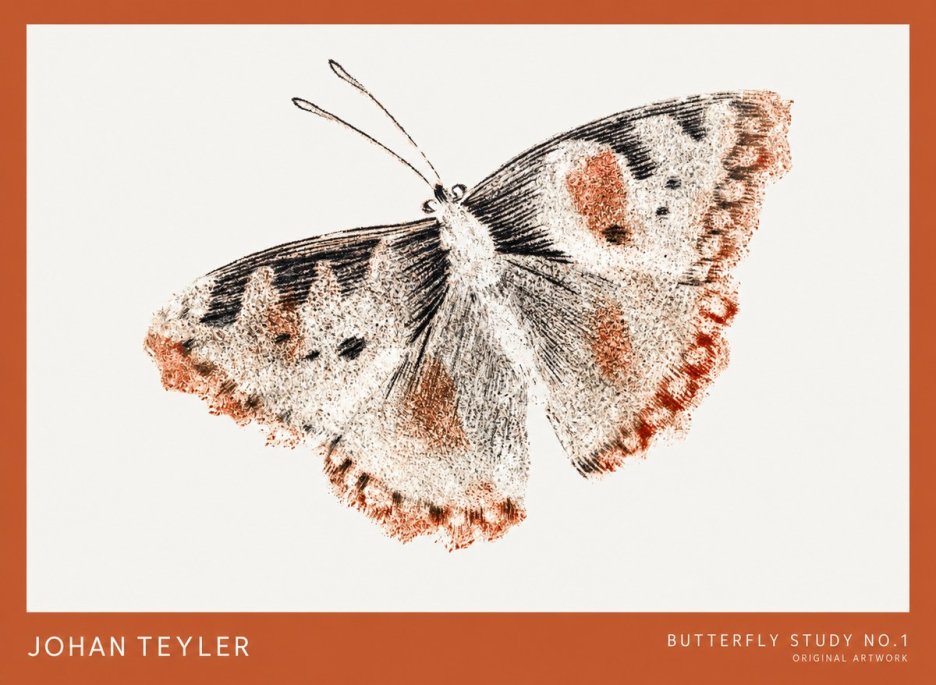 Johan Teyler Butterfly Study No.1 No1 - Plakát
