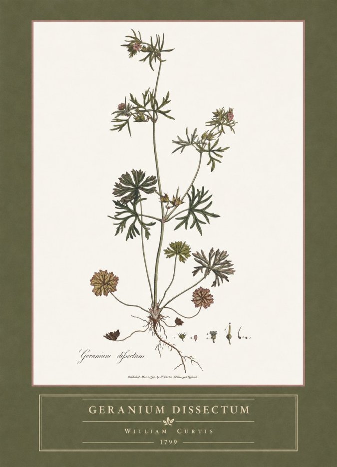 William Curtis Geranium Dissectum I No4 - Plakát