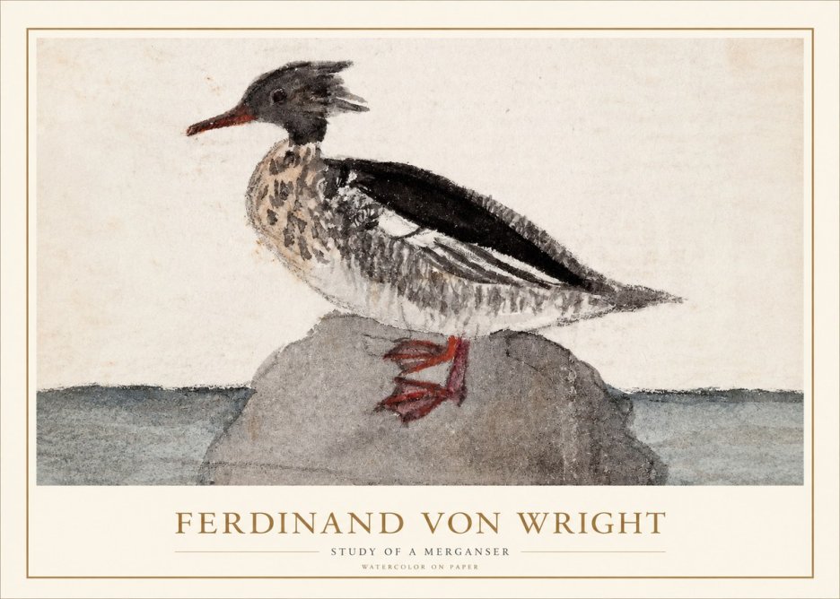 Ferdinand von Wright Study of a Merganser No1 - Plakát