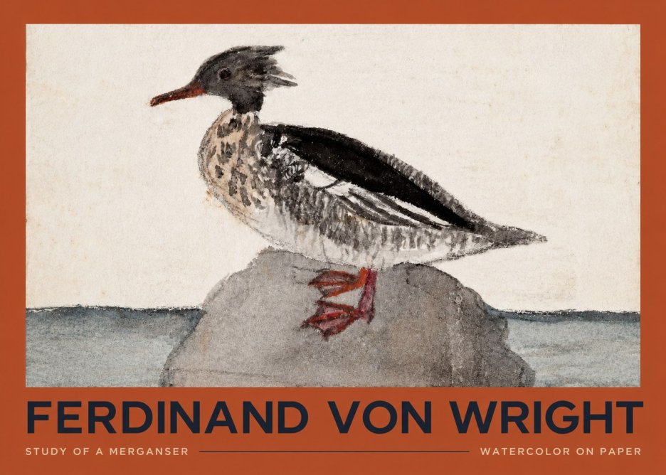 Ferdinand von Wright Study of a Merganser No2 - Plakát
