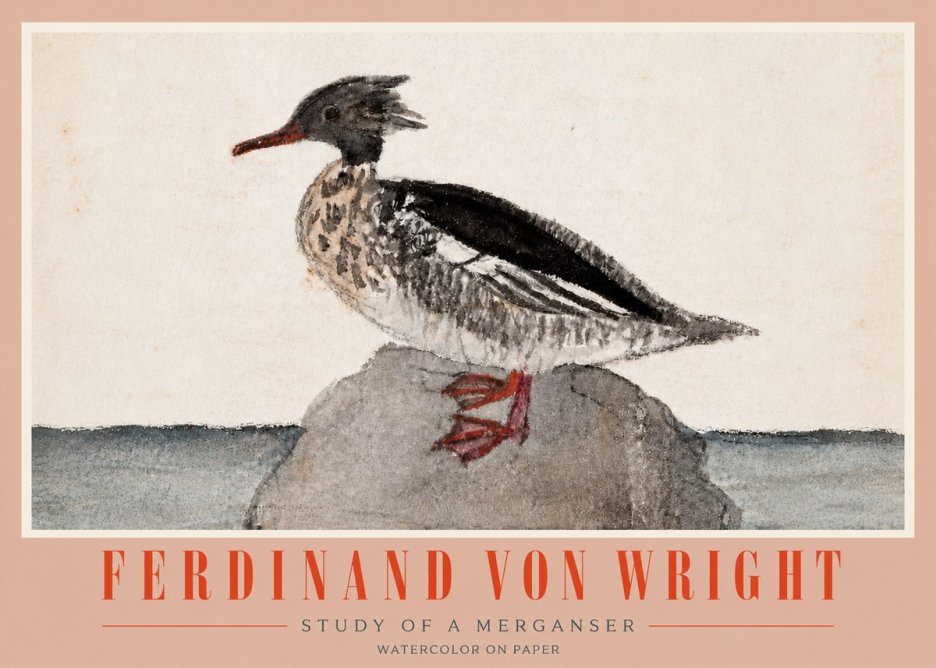 Ferdinand von Wright Study of a Merganser No4 - Plakát