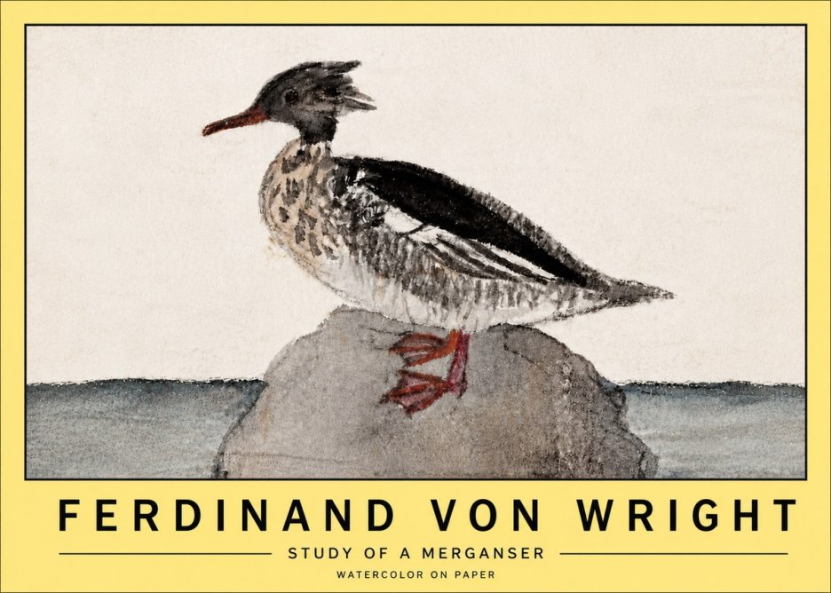 Ferdinand von Wright Study of a Merganser No5 - Plakát