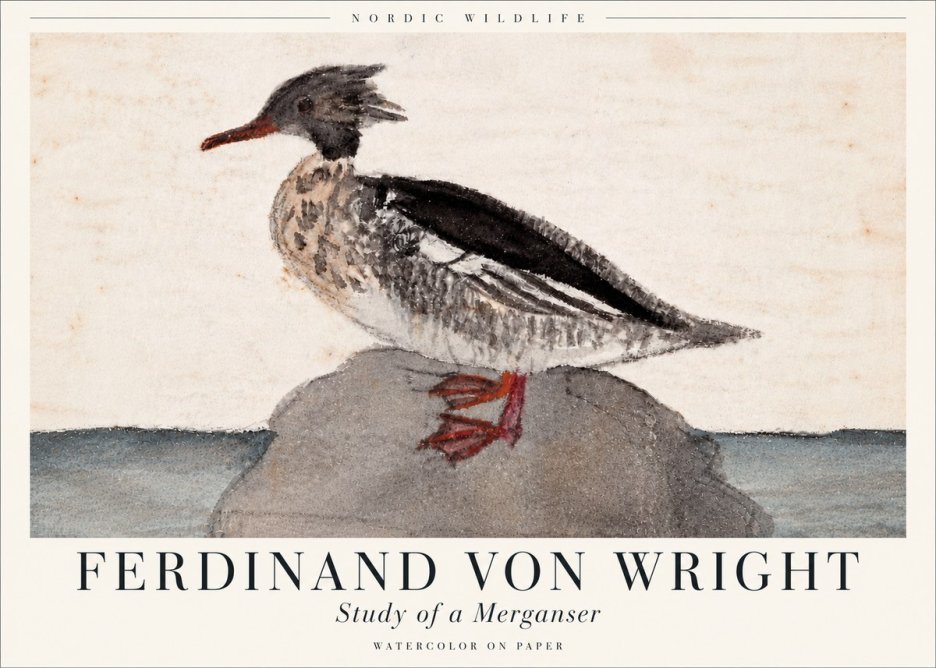 Ferdinand von Wright Study of a Merganser No6 - Plakát