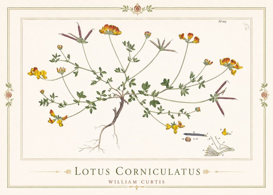 William Curtis Lotus Corniculatus I No1 - Plakát
