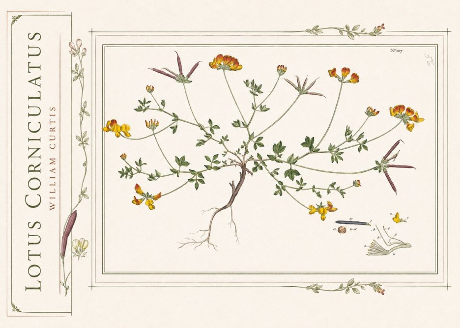 William Curtis Lotus Corniculatus I No2 - Plakát