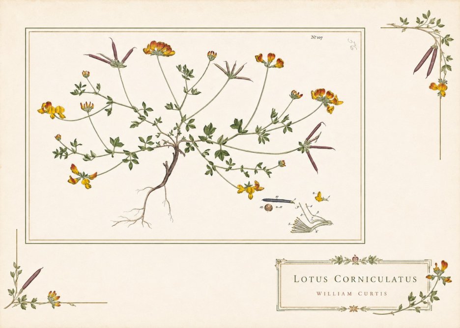 William Curtis Lotus Corniculatus I No4 - Plakát