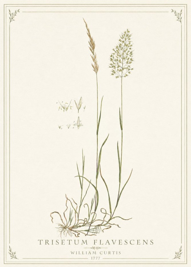William Curtis Trisetum Flavescens II No1 - Plakát