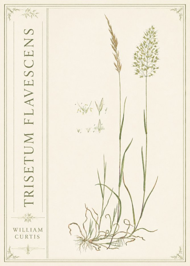 William Curtis Trisetum Flavescens II No2 - Plakát