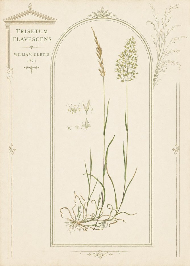 William Curtis Trisetum Flavescens II No3 - Plakát