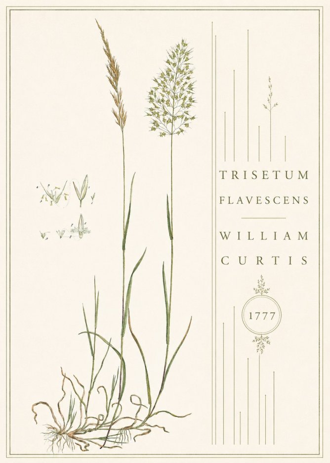William Curtis Trisetum Flavescens II No4 - Plakát