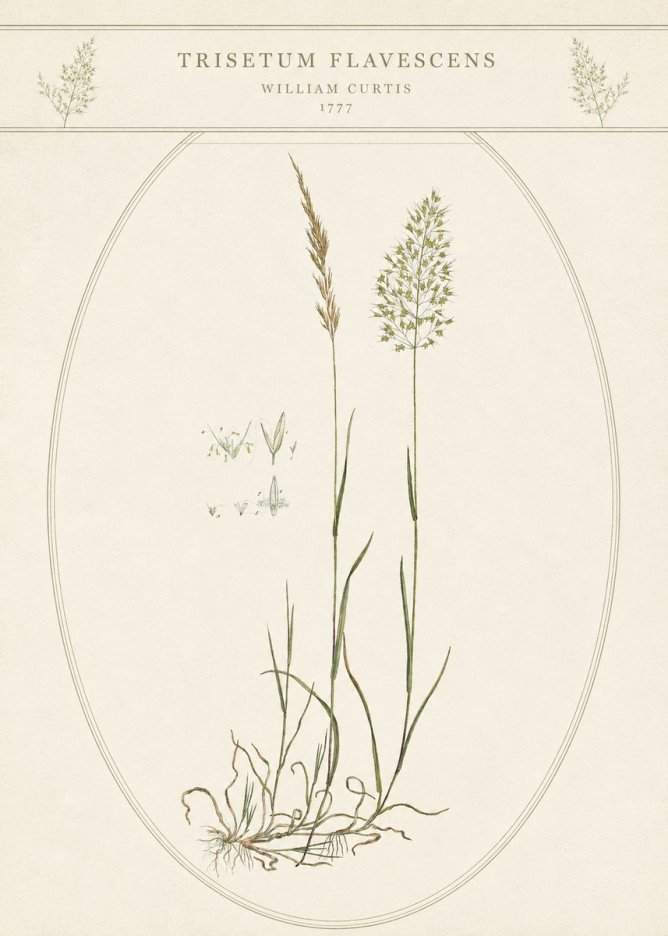William Curtis Trisetum Flavescens II No5 - Plakát