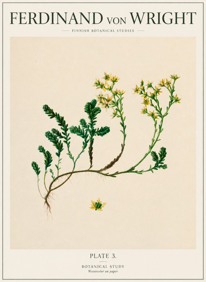 Ferdinand von Wright Botanical Study No1 - Plakát
