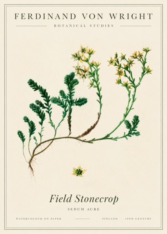 Ferdinand von Wright Botanical Study No3 - Plakát