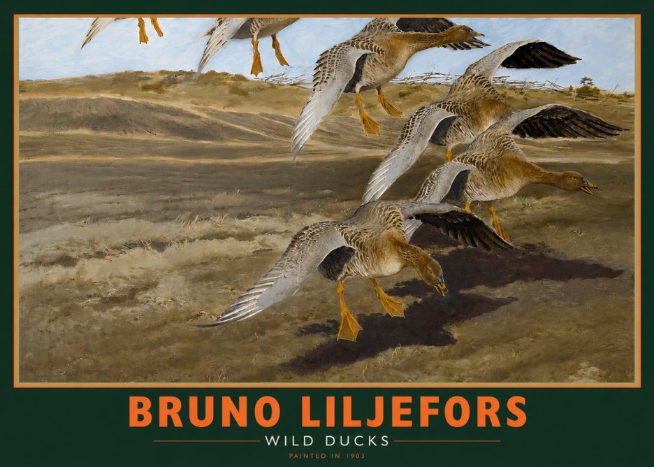 Bruno Liljefors Wild Ducks I No2 - Plakát