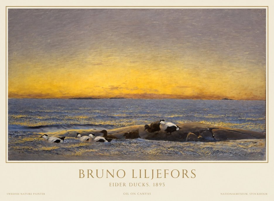 Bruno Liljefors Eider Ducks. 1895 No1 - Plakát