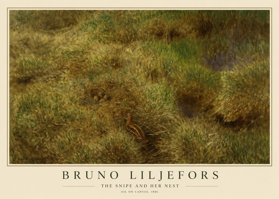 Bruno Liljefors The Snipe and Her Nest No1 - Plakát