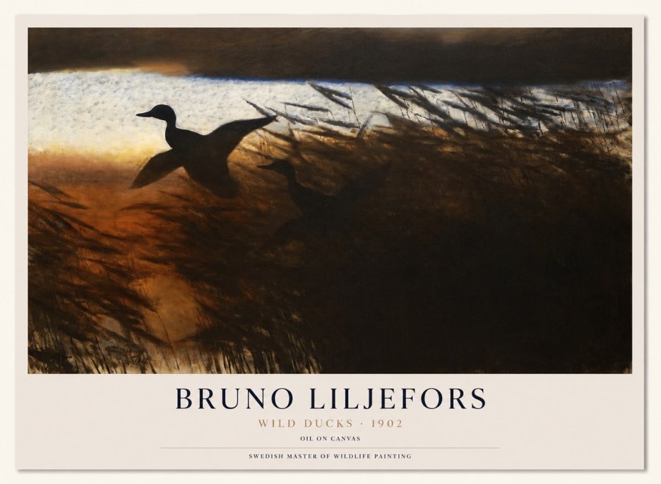 Bruno Liljefors Wild Ducks II No1 - Plakát