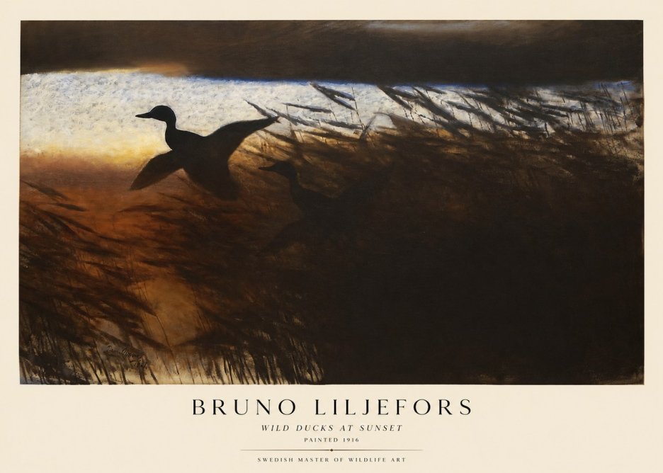 Bruno Liljefors Wild Ducks II No5 - Plakát
