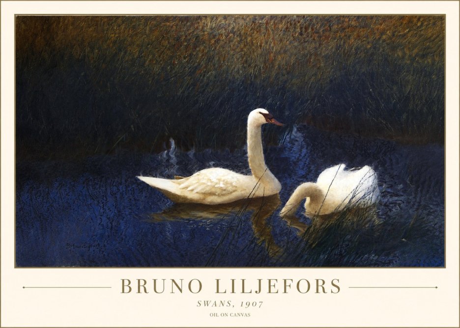 Bruno Liljefors Swans, 1907 No1 - Plakát