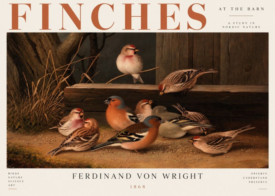Ferdinand von Wright Finches No5 - Plakát