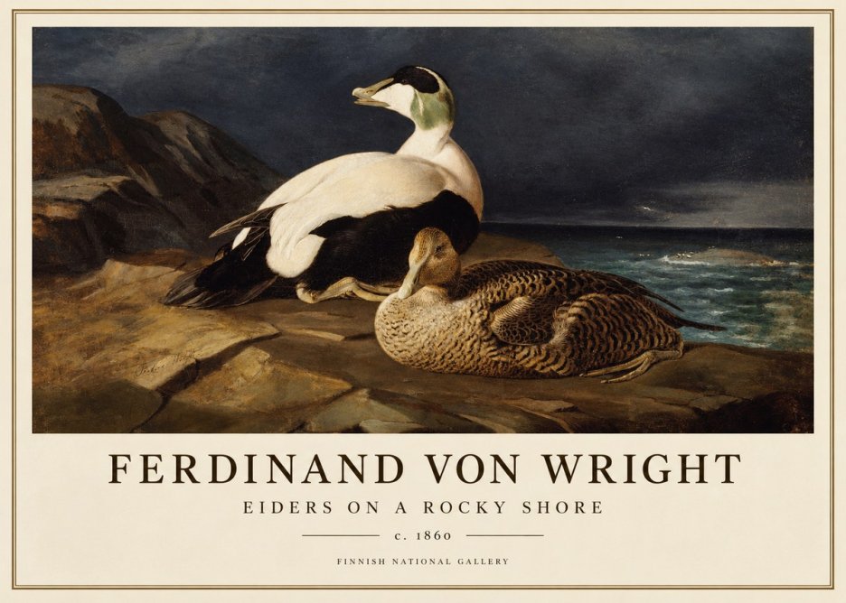 Ferdinand von Wright Eiders on a Rocky Shore No1 - Plakát