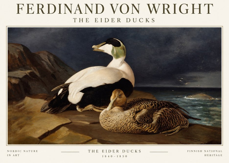 Ferdinand von Wright Eiders on a Rocky Shore No3 - Plakát