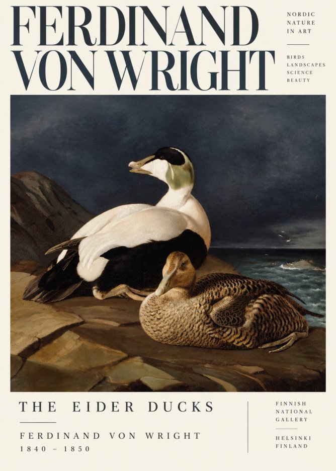 Ferdinand von Wright Eiders on a Rocky Shore No5 - Plakát