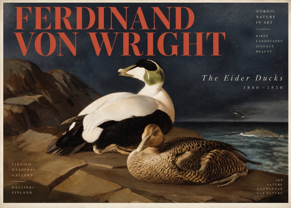 Ferdinand von Wright Eiders on a Rocky Shore No6 - Plakát