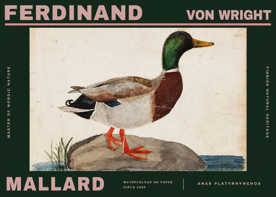 Ferdinand von Wright Mallard (Anas Platyrhynchos) No2 - Plakát