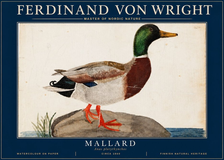 Ferdinand von Wright Mallard (Anas Platyrhynchos) No4 - Plakát