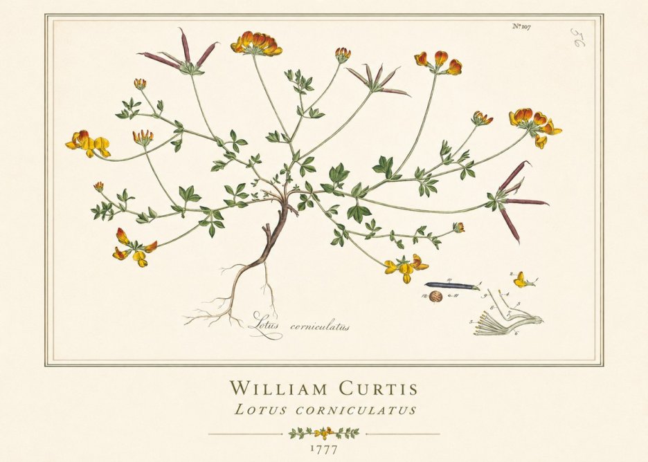 William Curtis Lotus Corniculatus II No1 - Plakát