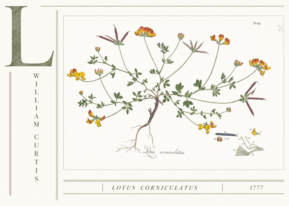 William Curtis Lotus Corniculatus II No4 - Plakát
