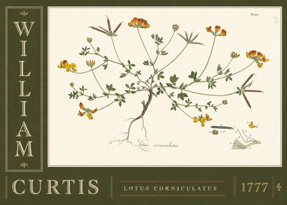 William Curtis Lotus Corniculatus II No5 - Plakát